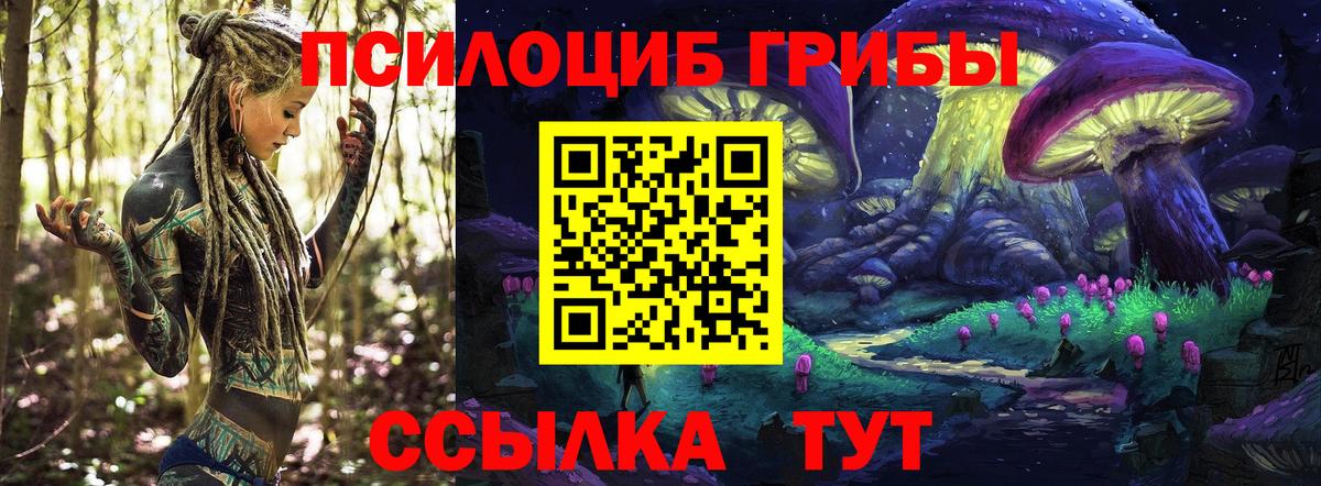 Псилоцибиновые грибы Cubensis Томск